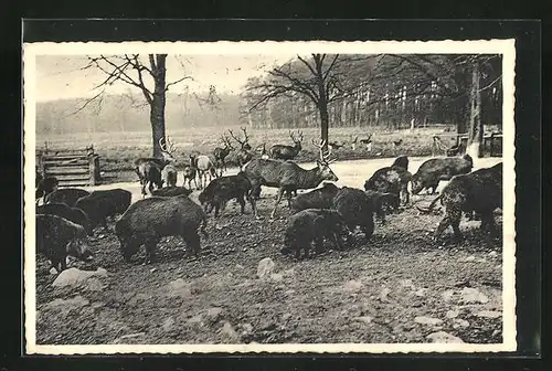 AK Moritzburg, Auf dem Wildfütterungsplatz, Wildschweine und Hirsche