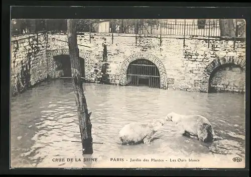 AK Crue de la Seine, Paris - Jardin des Plantes, les Ours blancs, Hochwasser