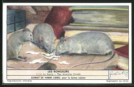 Sammelbild Liebig, Les Rongeurs, La Souris, Mus musculus (Linné)