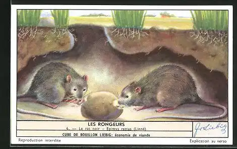 Sammelbild Liebig, Les Rongeurs, Le rat noir, Epimys rattus