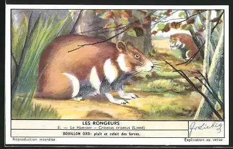 Sammelbild Liebig, Les Rongeurs, Le Hamster, Cricetus cricetus