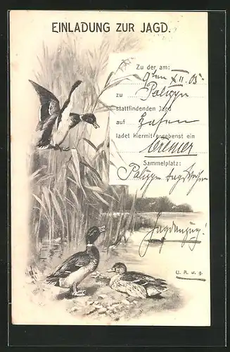 Künstler-AK Jagdeinladung 1905, Enten im Schilfgürtel eines Sees