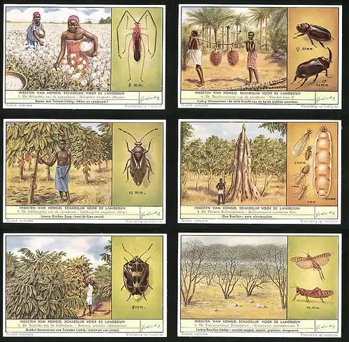 6 Sammelbilder Liebig, Serie Nr. 1668: Insecten van Kongo Schadelijk voor de Landbouw, Antestia intricata, Oryctes boas