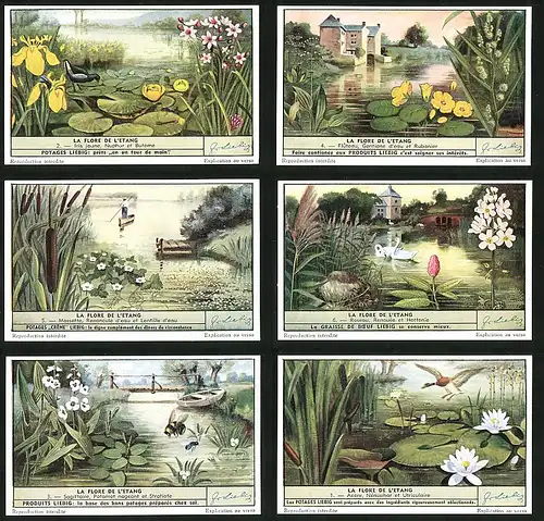 6 Sammelbilder Liebig, Serie Nr. 1516: La Flore de l`Etang, Acore, Sagittaire, Roseau, Massette, Flûteau, Iris