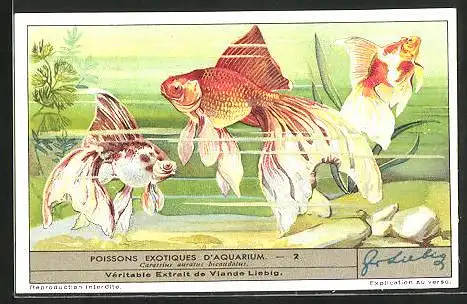 Sammelbild Liebig, Serie: Poissons Exotiques d'Aquarium, No. 2, Carassius auratus bicaudatus
