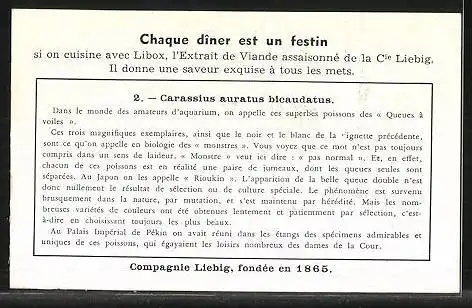 Sammelbild Liebig, Serie: Poissons Exotiques d'Aquarium, No. 2, Carassius auratus bicaudatus