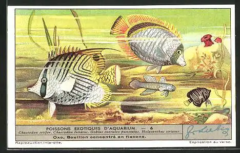 Sammelbild Liebig, Serie: Poissons Exotiques d'Aquarium, No. 6, Chaetodon setifer