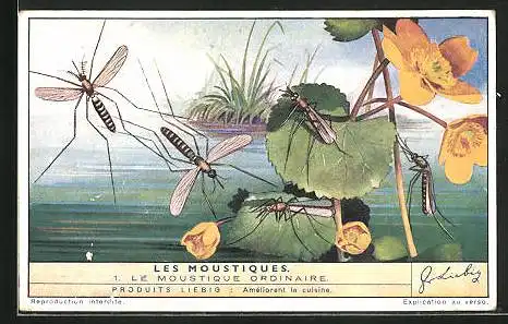 Sammelbild Liebig, Serie: Les Moustiques, No. 1, le Moustique Ordinaire
