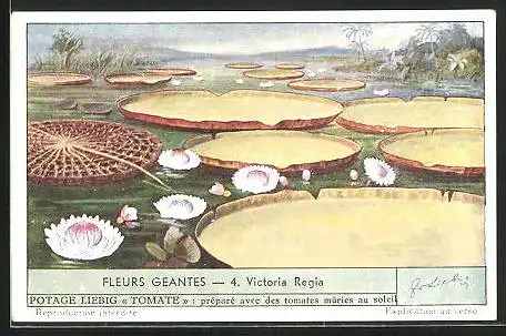 Sammelbild Liebig, Serie: Fleurs Geantes, No. 3, Victoria Regia