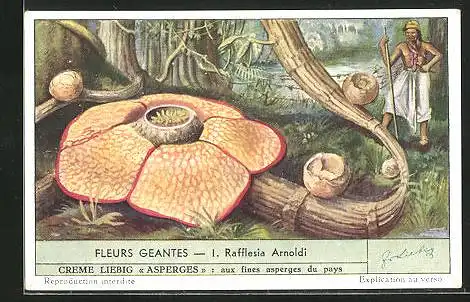 Sammelbild Liebig, Serie: Fleurs Geantes, No. 1, Rafflesia Arnoldi