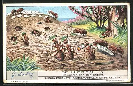 Sammelbild Liebig, Serie: De Mieren, No. 3, de mieren aan den arbeid