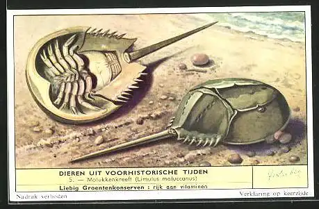 Sammelbild Liebig, Serie: Dieren uit voorhistorische Tijden, No. 5, Molukkenkreeft, Limulus moluccanus