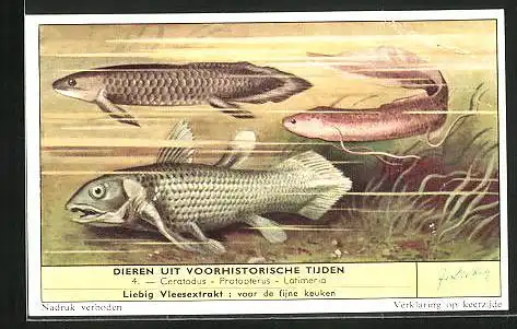 Sammelbild Liebig, Serie: Dieren uit voorhistorische Tijden, No. 4, Ceratodus, Protopterus, Latimeria