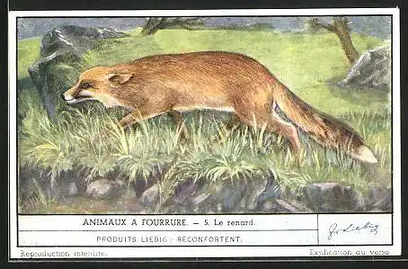 Sammelbild Liebig, Serie: Animaux a Fourrure, No. 5, Le renard