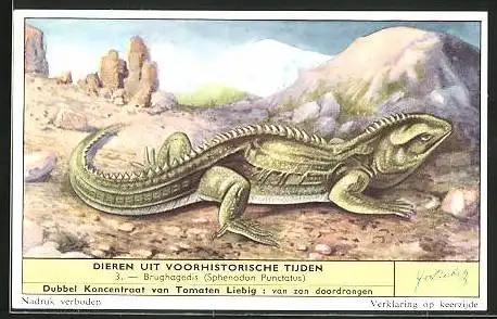 Sammelbild Liebig, Serie: Dieren uit voorhistorische Tijden, No. 3, Brughagedis (Sphenodon Punctatus