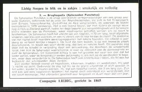 Sammelbild Liebig, Serie: Dieren uit voorhistorische Tijden, No. 3, Brughagedis (Sphenodon Punctatus