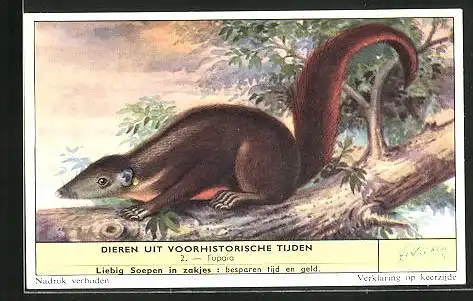 Sammelbild Liebig, Serie: Dieren uit voorhistorische Tijden, No. 2, Tupaia