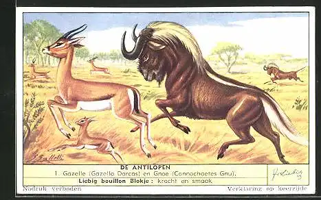 Sammelbild Liebig, Serie: De Antilopen, No. 1, Gazelle