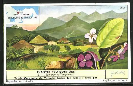 Sammelbild Liebig, Serie: Plantes Peu Connues, No. 3, Saintpaulia Tongwensis