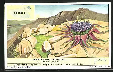 Sammelbild Liebig, Serie: Plantes Peu Connues, No. 4, Saussurrea Stella