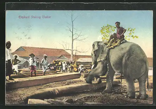 AK Elephant Staking Timber, Arbeitselefant