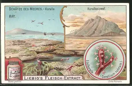 Sammelbild Liebig, Serie: Schätze des Meeres, Die Koralle, Riff und Koralleninsel, Edelkoralle
