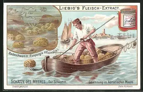 Sammelbild Liebig, Serie: Schätze des Meeres, Der Schwamm, Badeschwann, Gewinnung im Adriatischen Meere