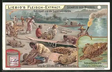 Sammelbild Liebig, Serie: Schätze des Meeres, Schildpatt und Suppenschildkröte, Seeschildkröte