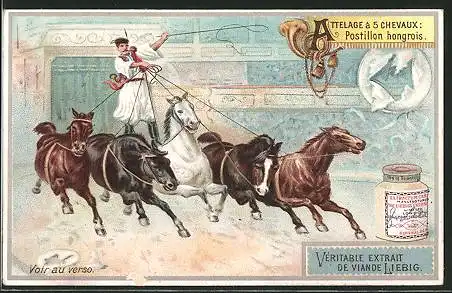 Sammelbild Liebig, Attelage à 5 Chevaux, Postillon hongrois