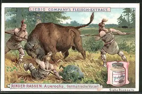 Sammelbild Liebig, Serie: Rinder-Rassen, Auerochs aus der Germansichen Vorzeit