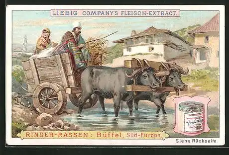 Sammelbild Liebig, Serie: Rinder-Rassen, Büffel mit Gespann in Süd-Europa