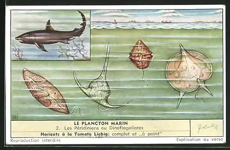 Sammelbild Liebig, Serie: Le Plancton Marin, No. 2, les Péridiniens ou Dinoflagellates