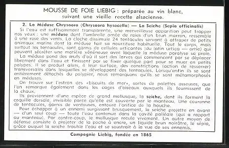 Sammelbild Liebig, Serie: Pres du Brise-Lames, No. 2, la Méduse Chrysaora, La Seiche