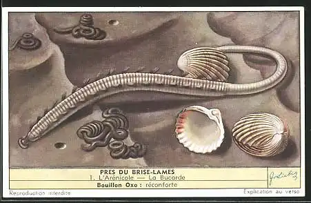 Sammelbild Liebig, Serie: Pres du Brise-Lames, No. 1, l'Arénicole, la Bucarde