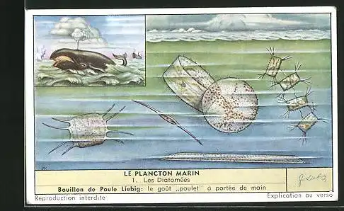 Sammelbild Liebig, Serie: Le Plancton Marin, No. 1, les Diatomées