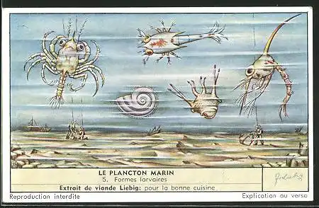 Sammelbild Liebig, Serie: Le Plancton Marin, No. 5, Formes larvaires