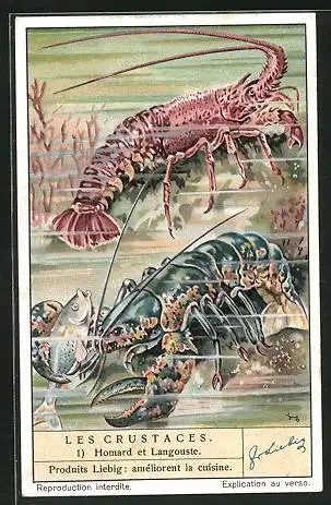Sammelbild Liebig, Les Crustaces: 1. Homard et Langouste