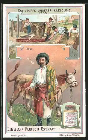 Sammelbild Liebig, Rohstoffe unserer Kleisung: Leder, Rind