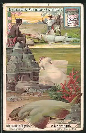 Sammelbild Liebig, Seefische: Sägefisch und Meerengel