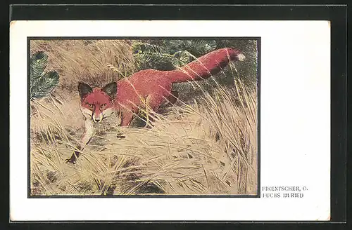 Künstler-AK sign. O. Fikentscher: Fuchs im Ried