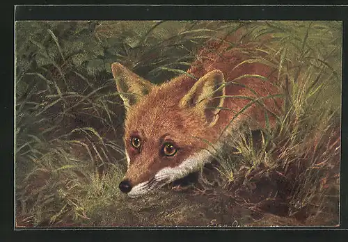 Künstler-AK Neugieriger Fuchs blickt aus Gebüsch