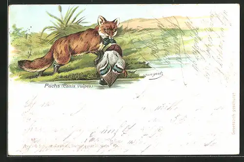 Lithographie Fuchs mit Stockente im Maul