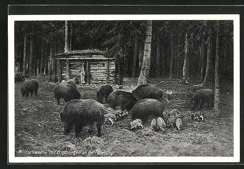 AK Wildschweine mit Frischlinge an der Fütterung