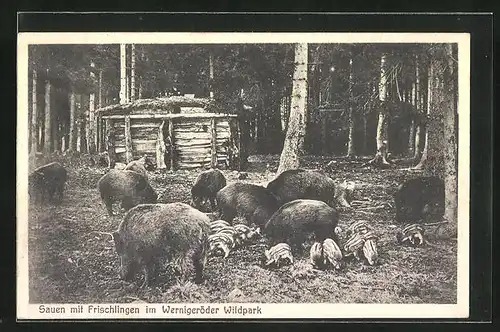 AK Fütterung der Wildschweine im Wernigeröder Wildpark