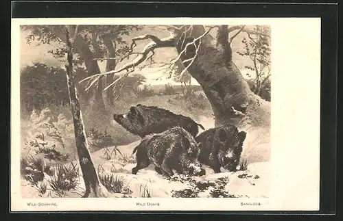 Künstler-AK Wildschweine im winterlichen Wald