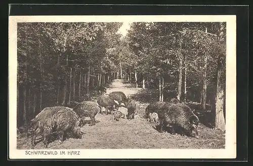 AK Wildschweine im Harz