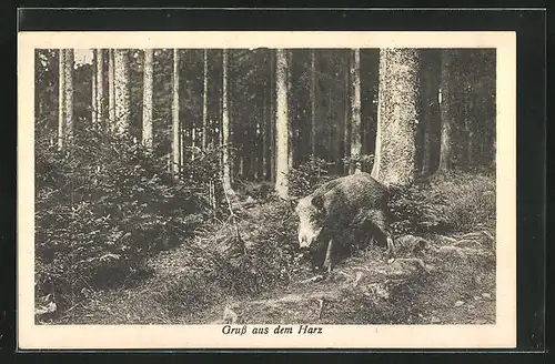 AK Wildschwein im Harz