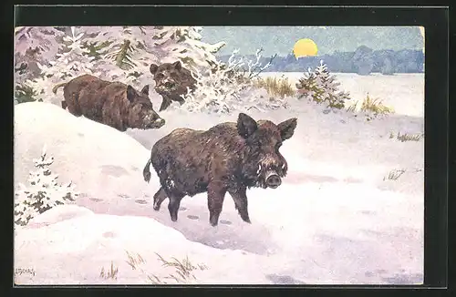 Künstler-AK Wildschweine an einem Winterabend