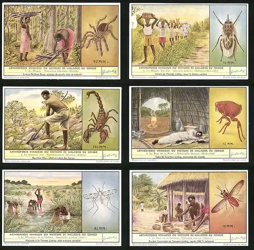 6 Sammelbilder Liebig, Serie Nr. 1637: Arthropodes venimeux ou Vecteurs de Maladies du Congo, Xenopsylla cheopsis