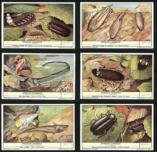 6 Sammelbilder Liebig, Serie Nr. 1704: Animaux Lumineux, Photuries, Sternoptyx et Macrurus, Pyrophores, Pholades